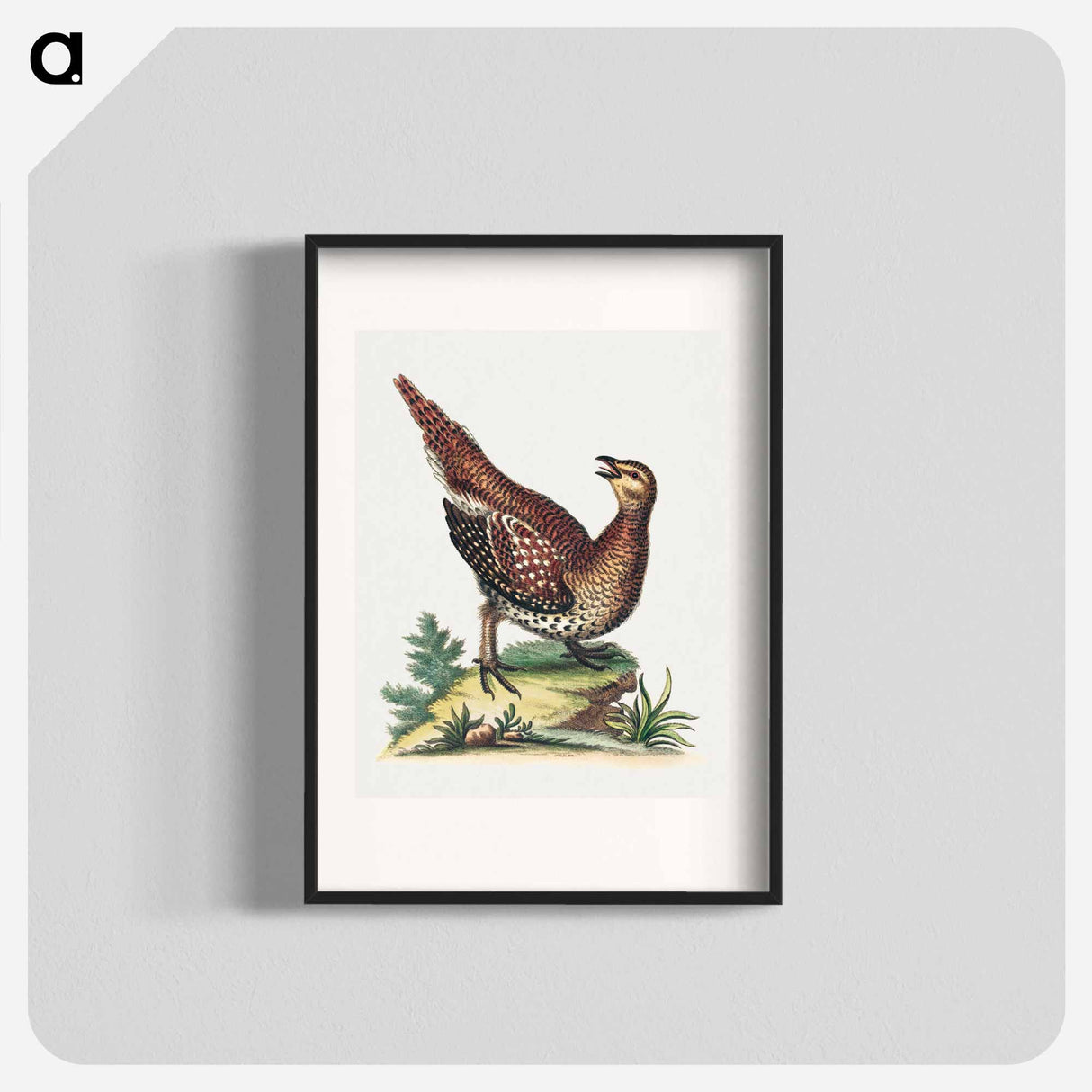 アートポスター-Brown Speckled Bird
- ジョージ エドワーズ Poster.