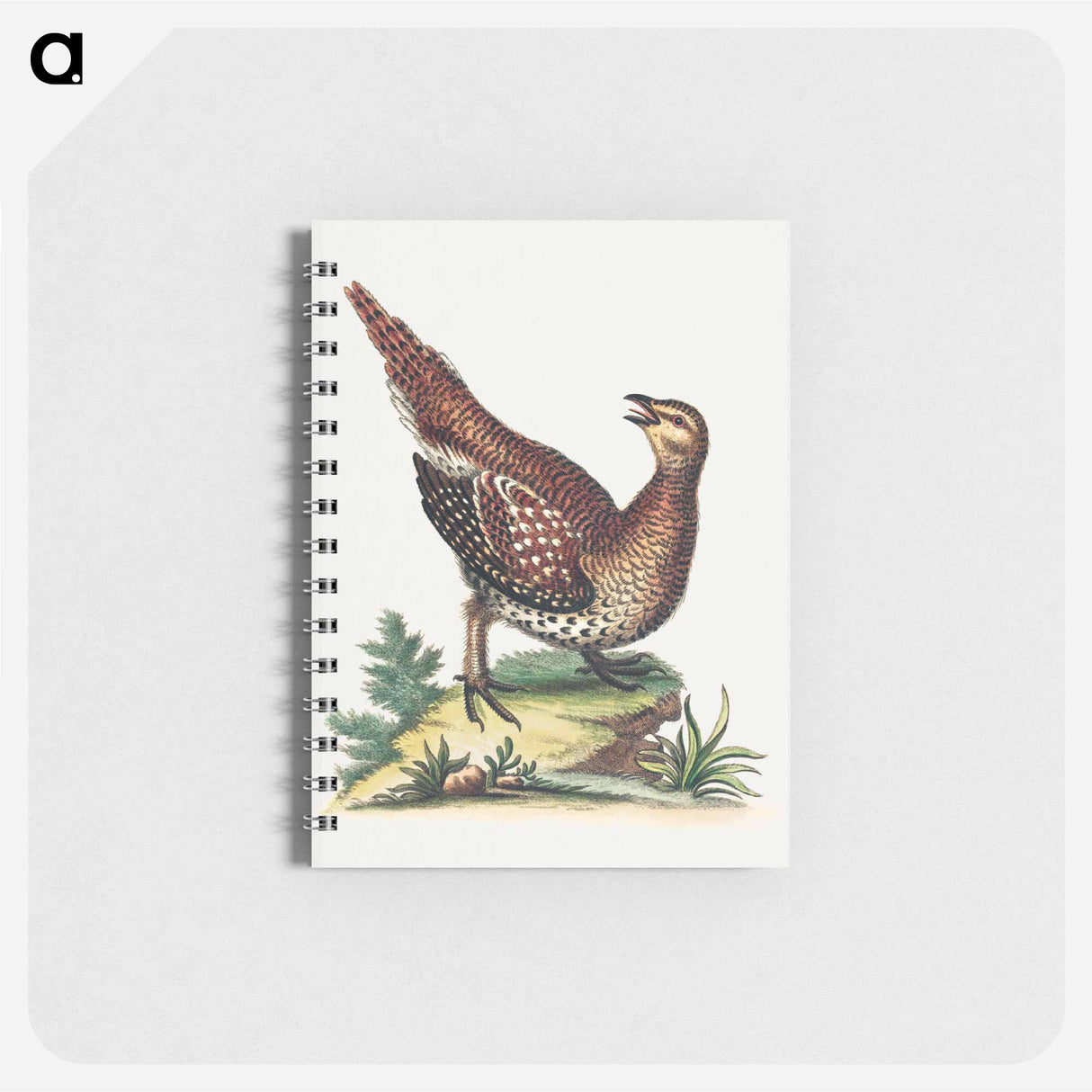 アートメモ帳-Brown Speckled Bird
- ジョージ エドワーズ Memo.