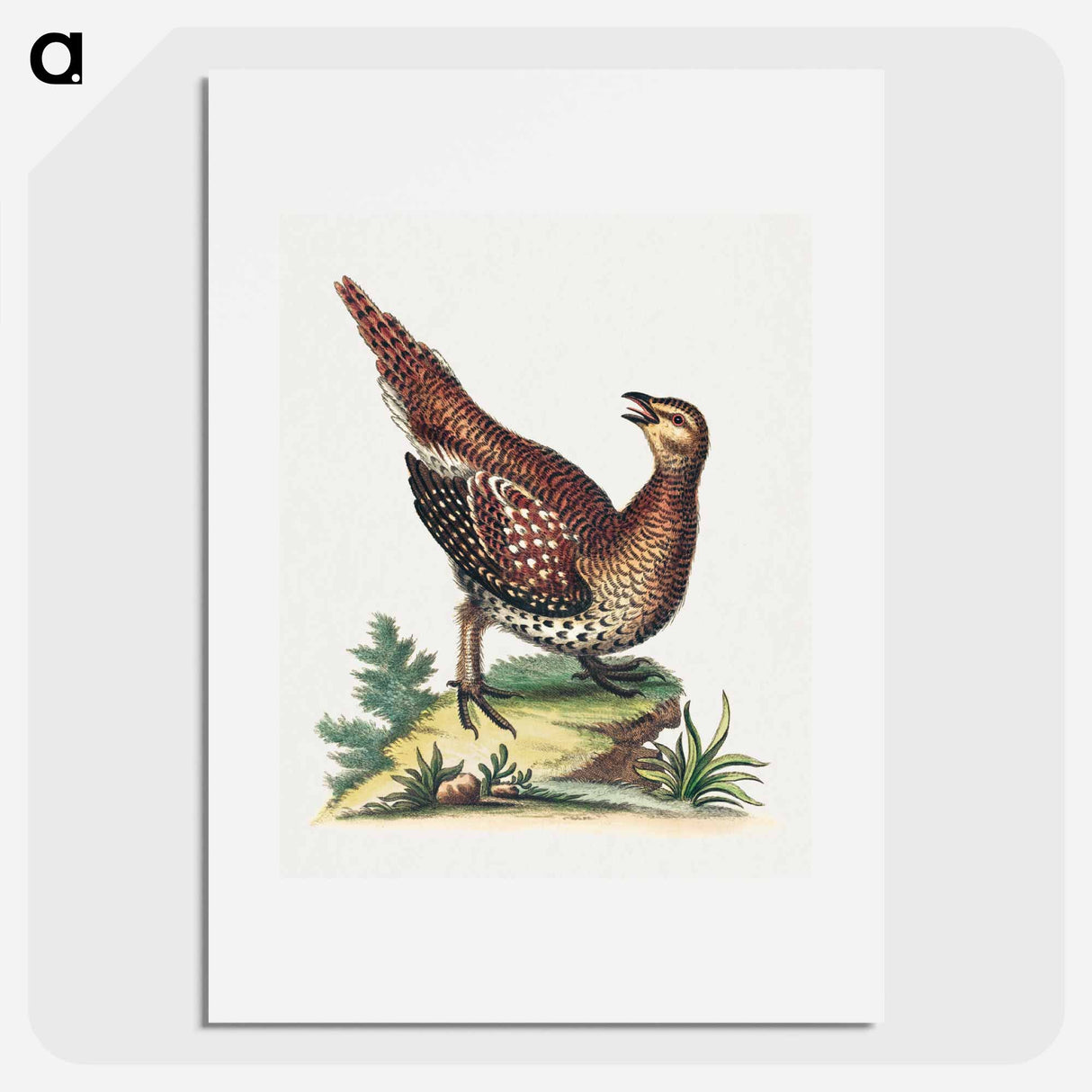 アートポスター-Brown Speckled Bird
- ジョージ エドワーズ Poster.
