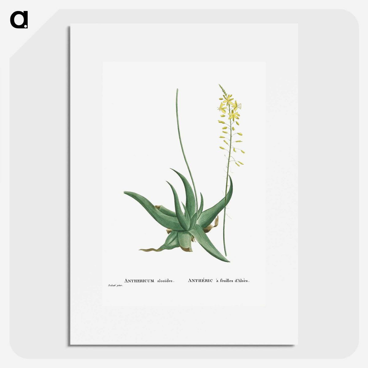 1-27_Histoire-des-Plantes-Grasses_picture