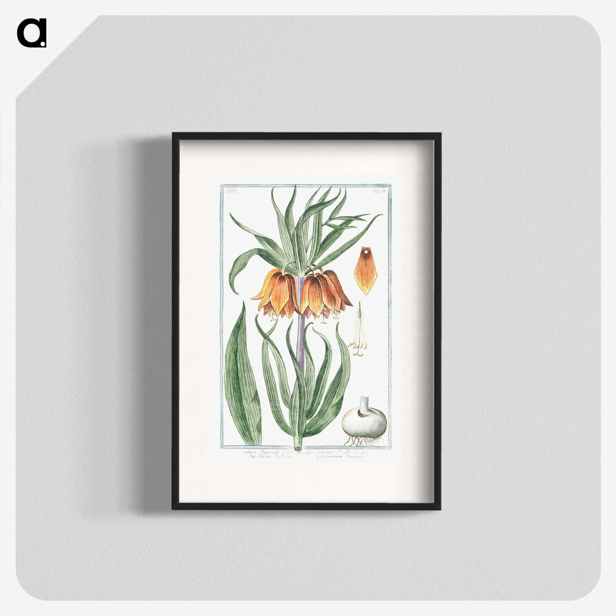 1-27_Hortus-Romanus-Botanical-Plates_blk