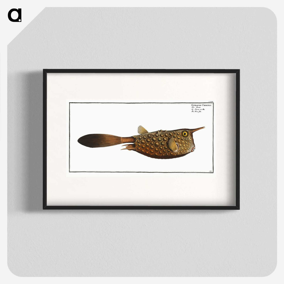 1-27_Ichtyologie-ou-Histoire-naturelle_blk