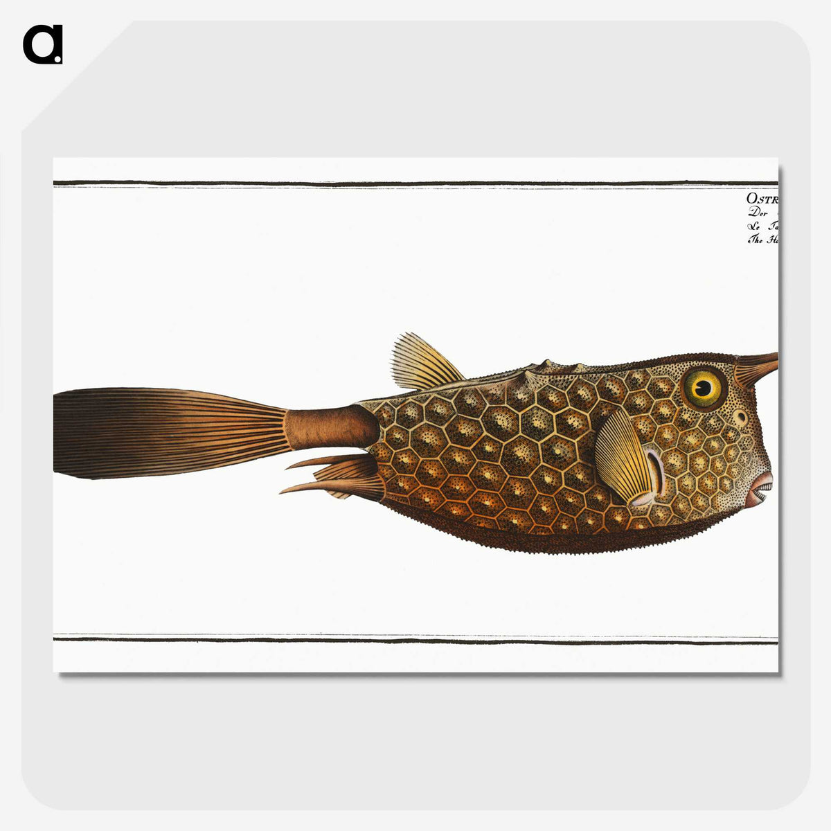 1-27_Ichtyologie-ou-Histoire-naturelle_picture-crop