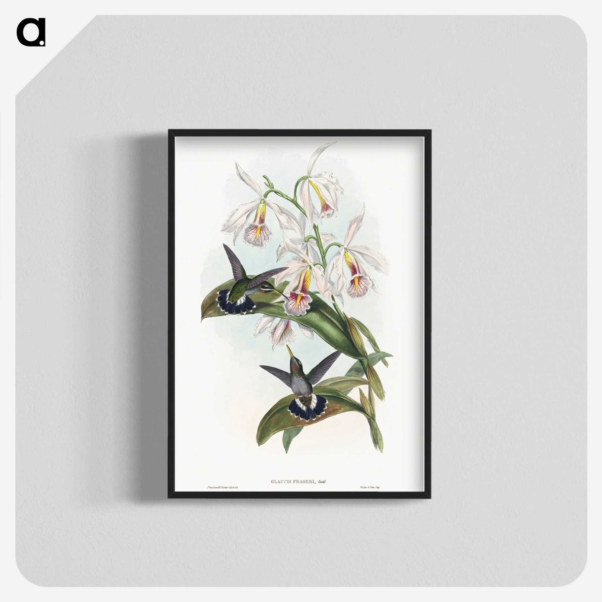 1-27_John-Gould_blk-crop