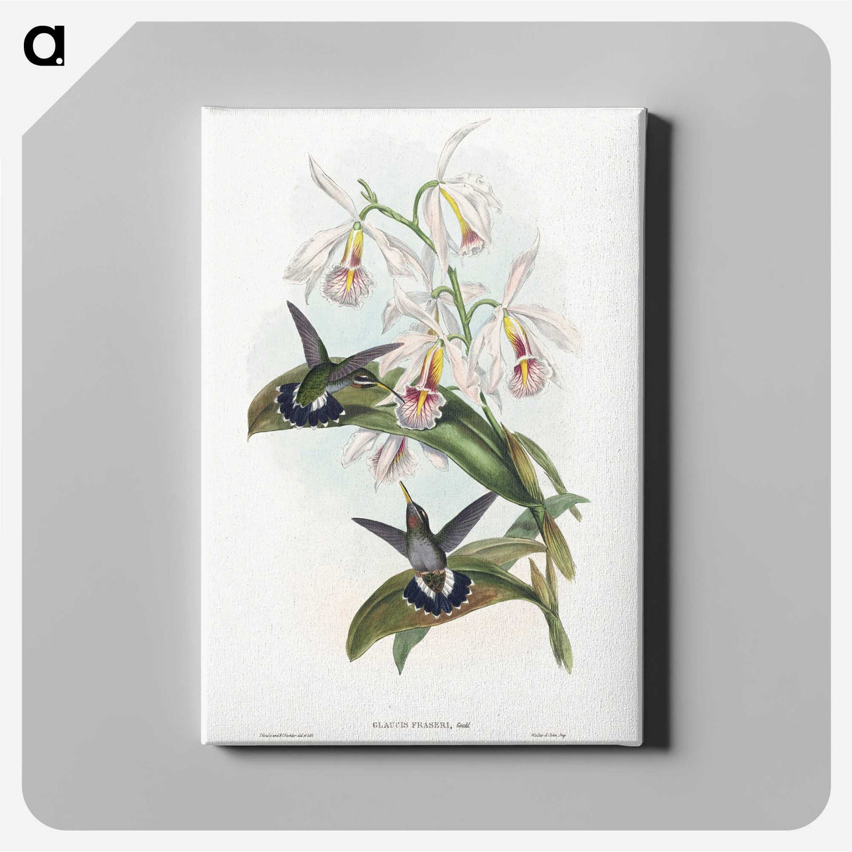 1-27_John-Gould_canvas