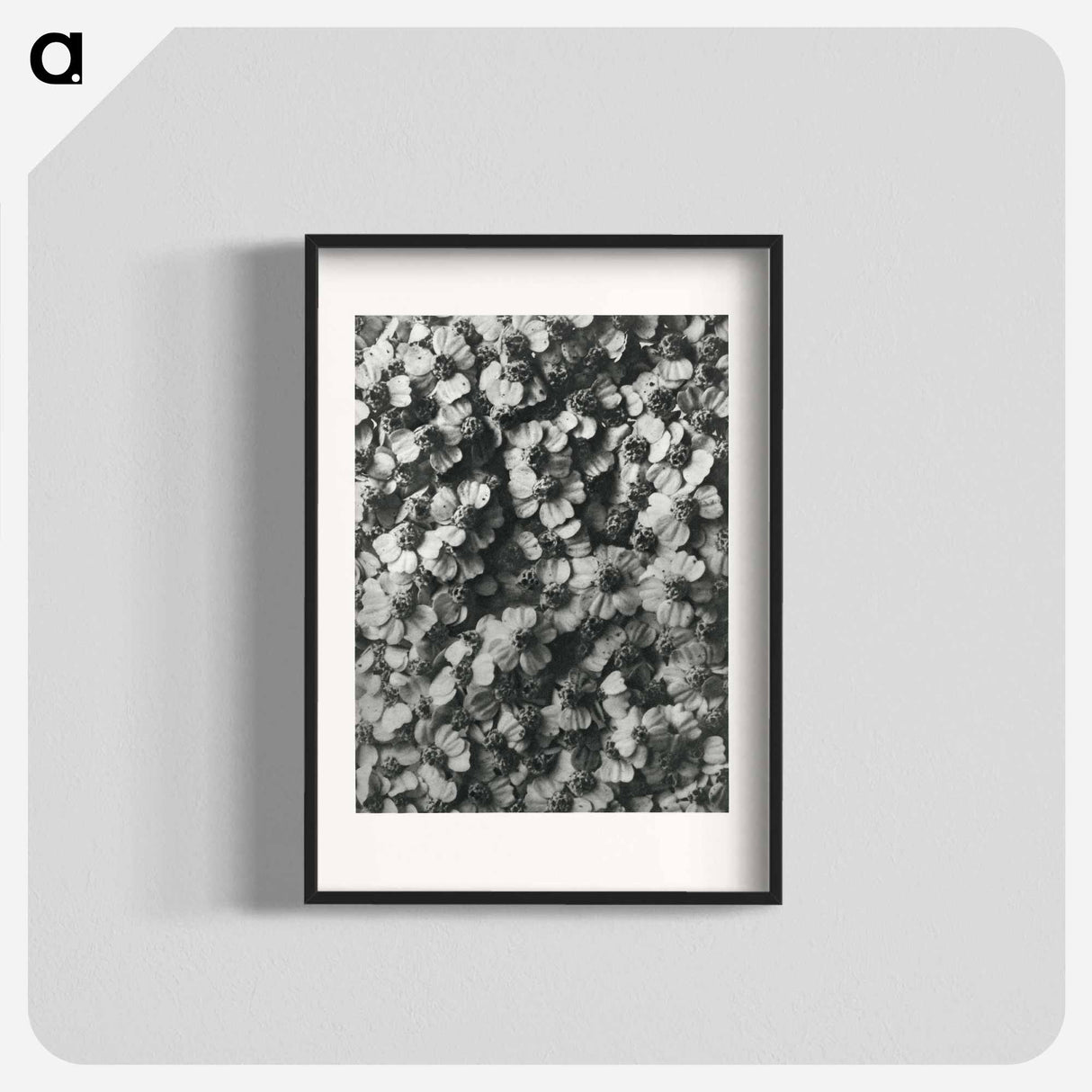 アートポスター-Achillea Millefolium - カール ブロスフェルト Poster.