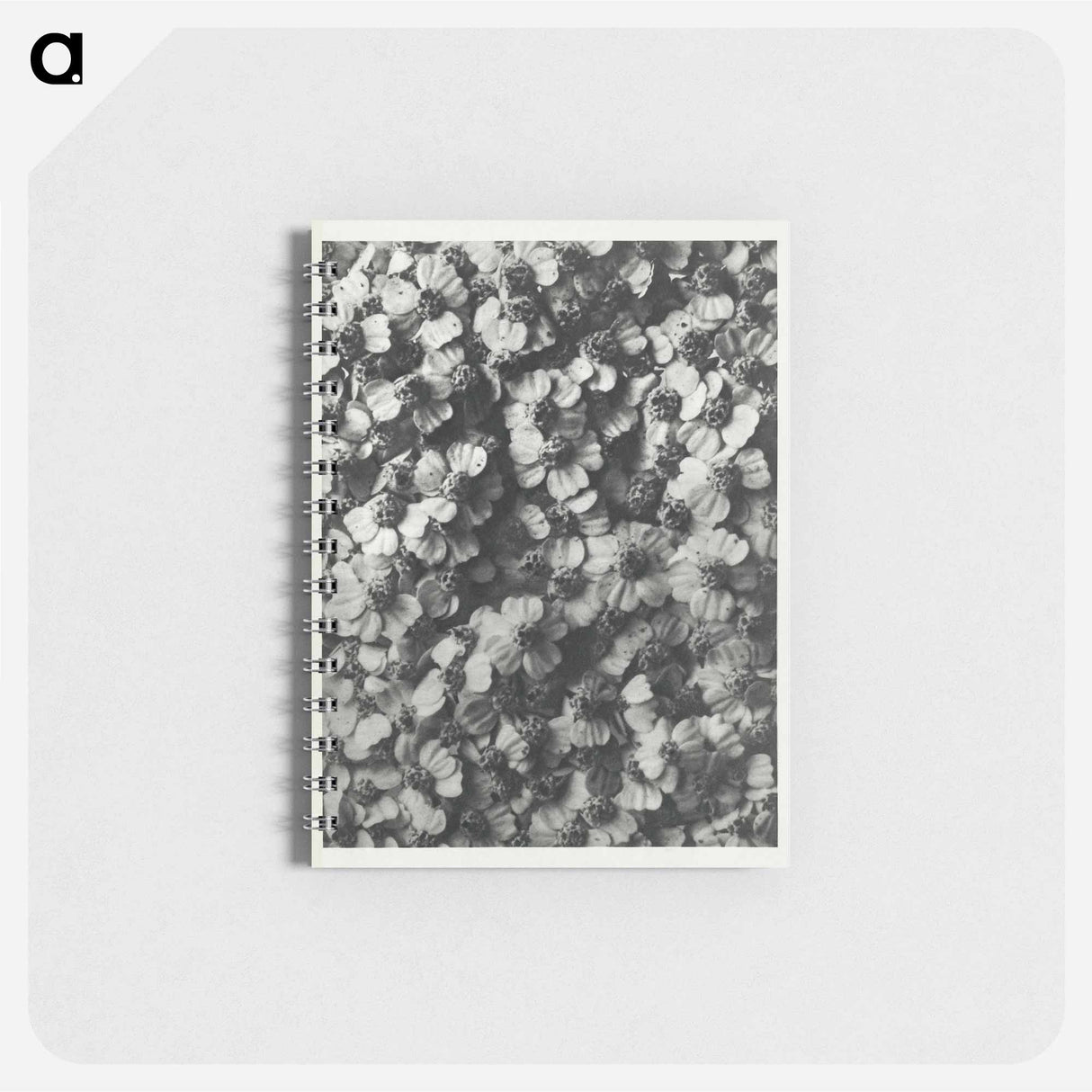 Achillea Millefolium - カール ブロスフェルト Memo.