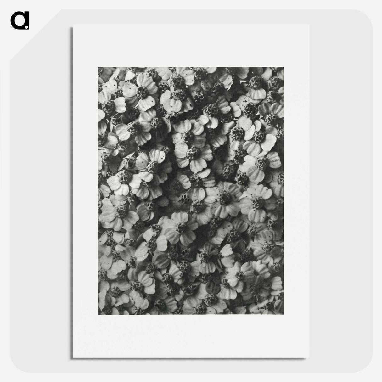 1-27_Karl-Blossfeldt_picture