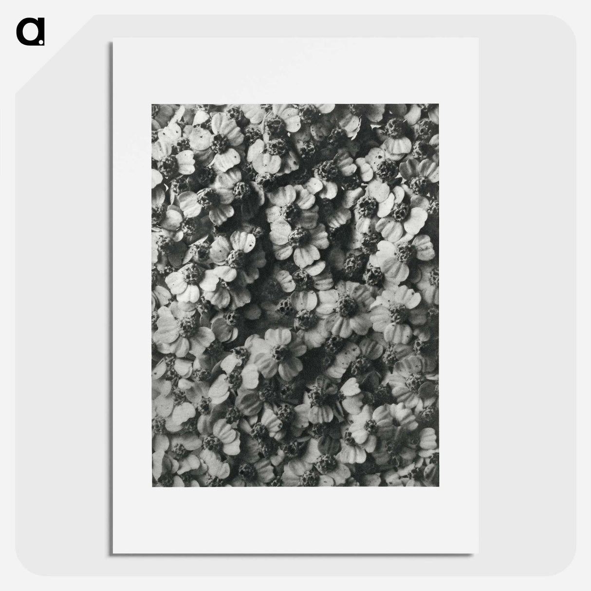 アートポスター-Achillea Millefolium - カール ブロスフェルト Poster.