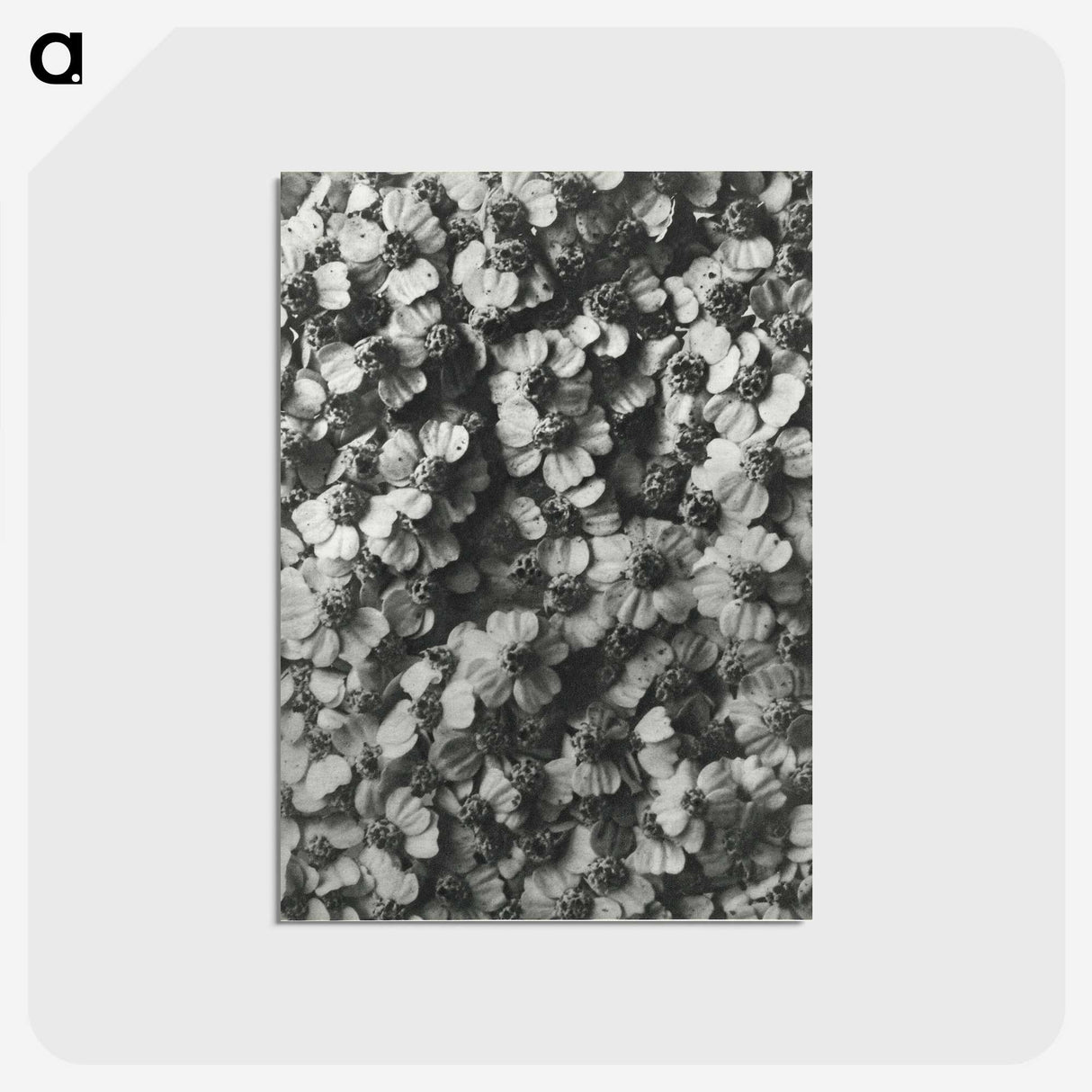 1-27_Karl-Blossfeldt_postcard