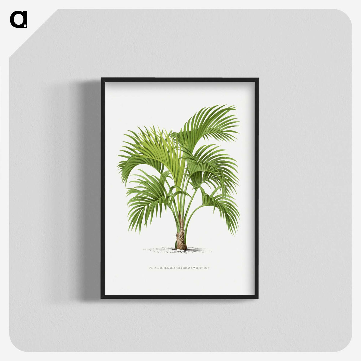 1-27_Les-Palmiers-Histoire-Iconographique_blk-crop