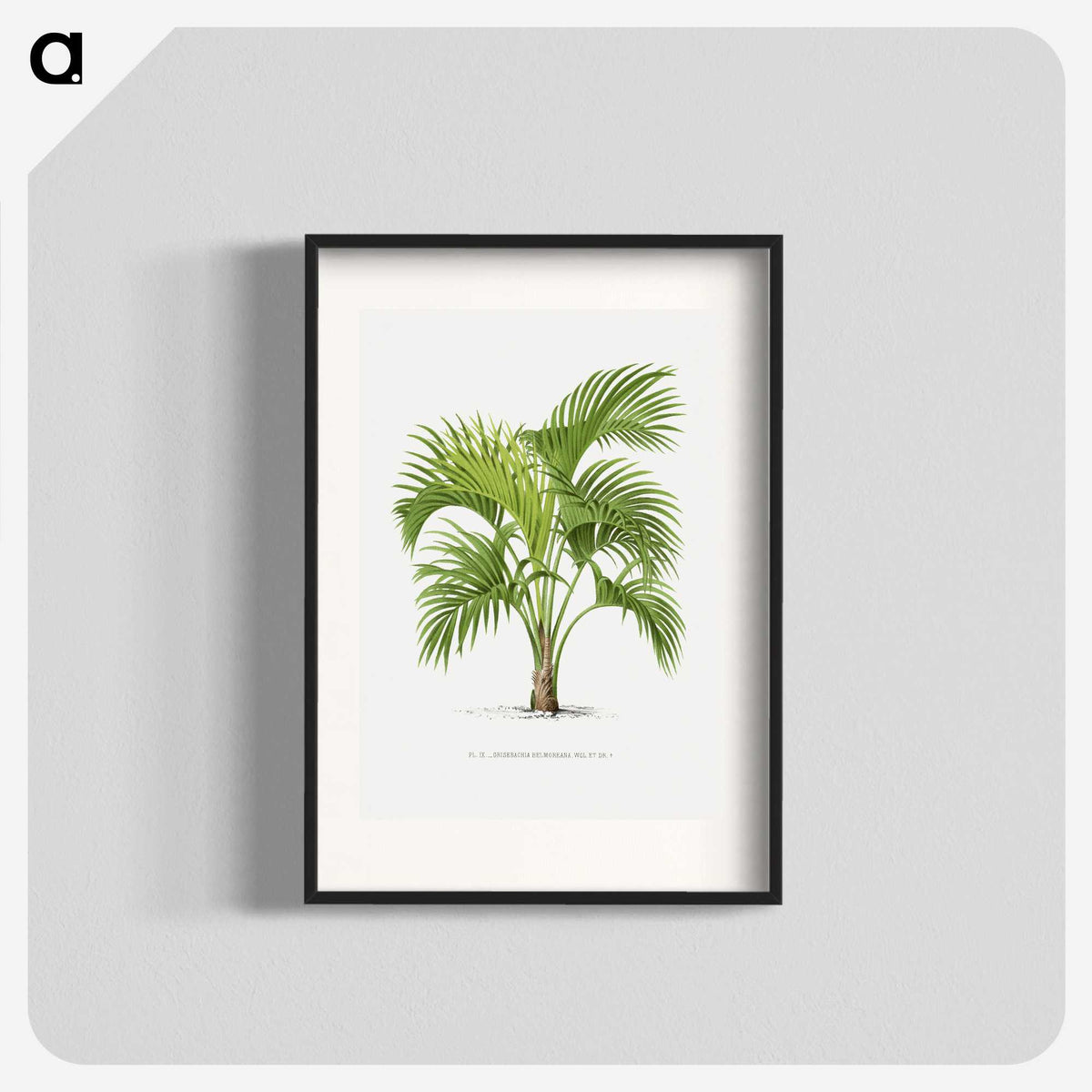 1-27_Les-Palmiers-Histoire-Iconographique_blk