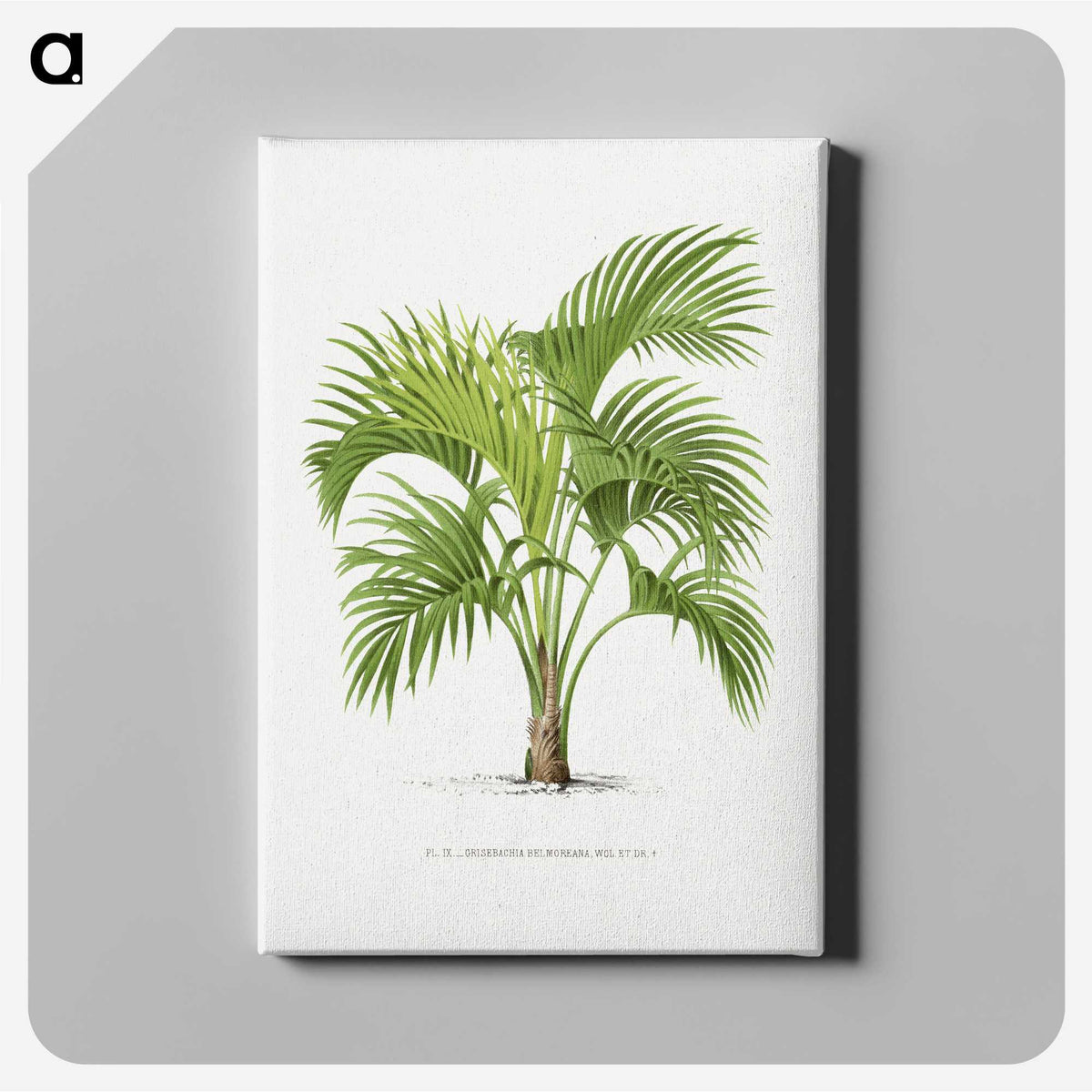 1-27_Les-Palmiers-Histoire-Iconographique_canvas