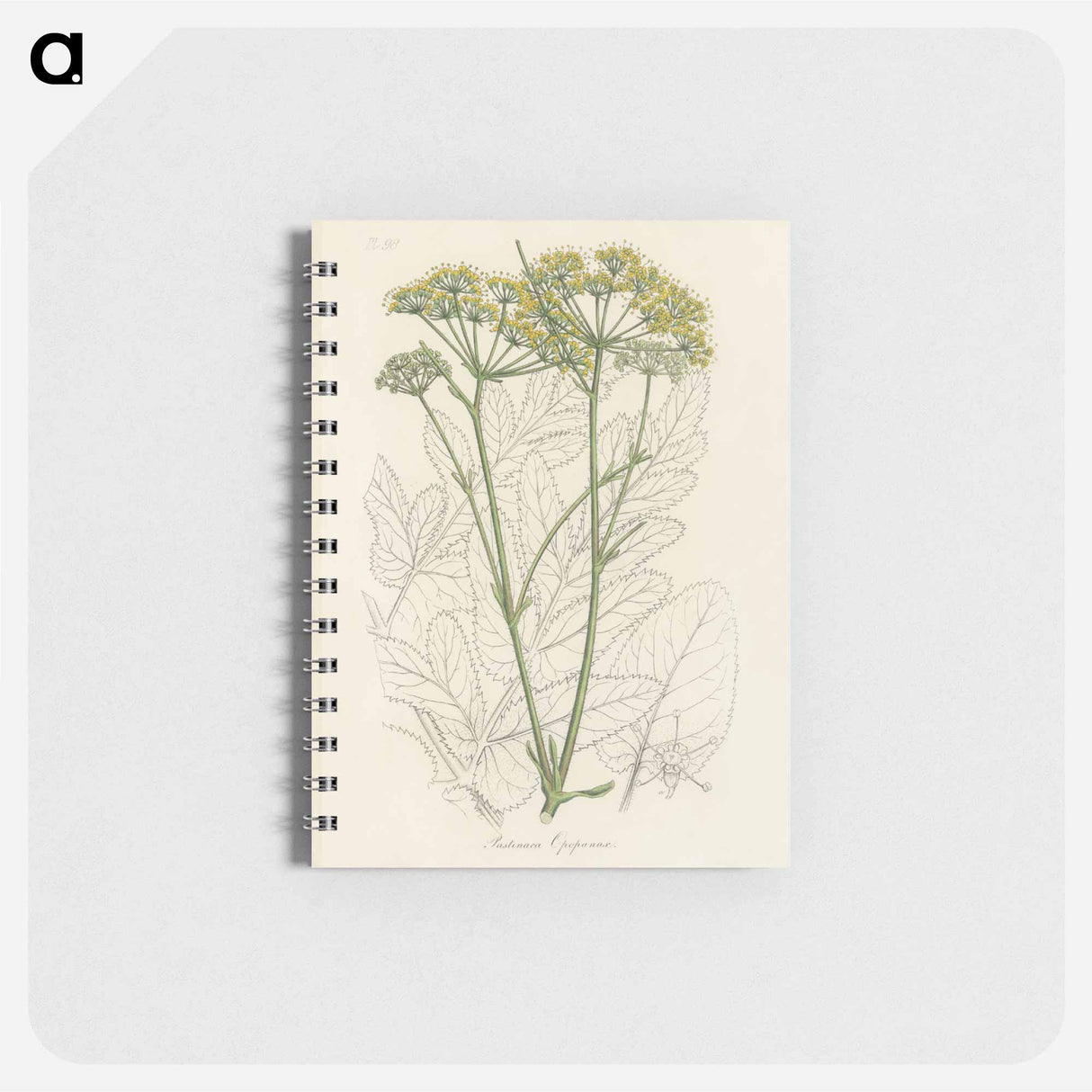 アートメモ帳-Opobalsam Illustration
- 薬用植物学 Memo.
