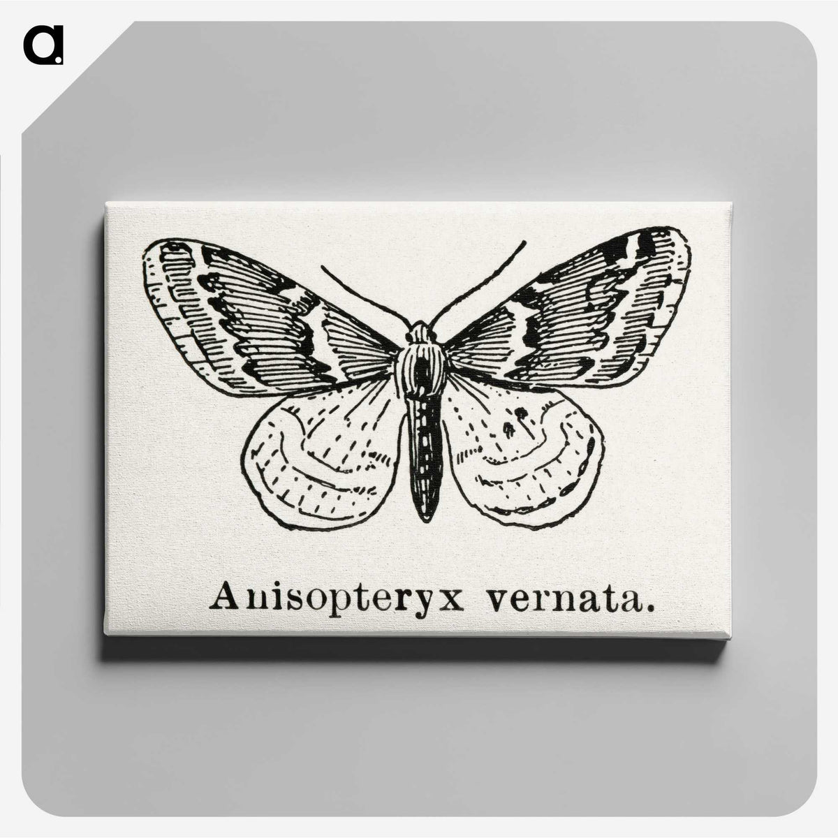 1-27_Moths-and-Butterflies-of-the-United-States_canvas