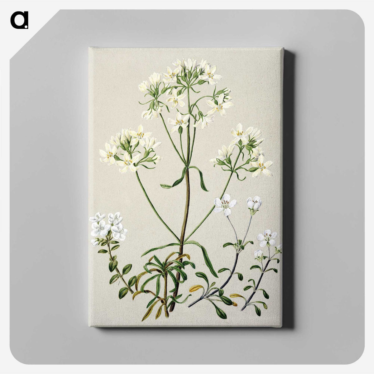 1-27_Native-Flowering-Plants-of-New-Zealand_canvas