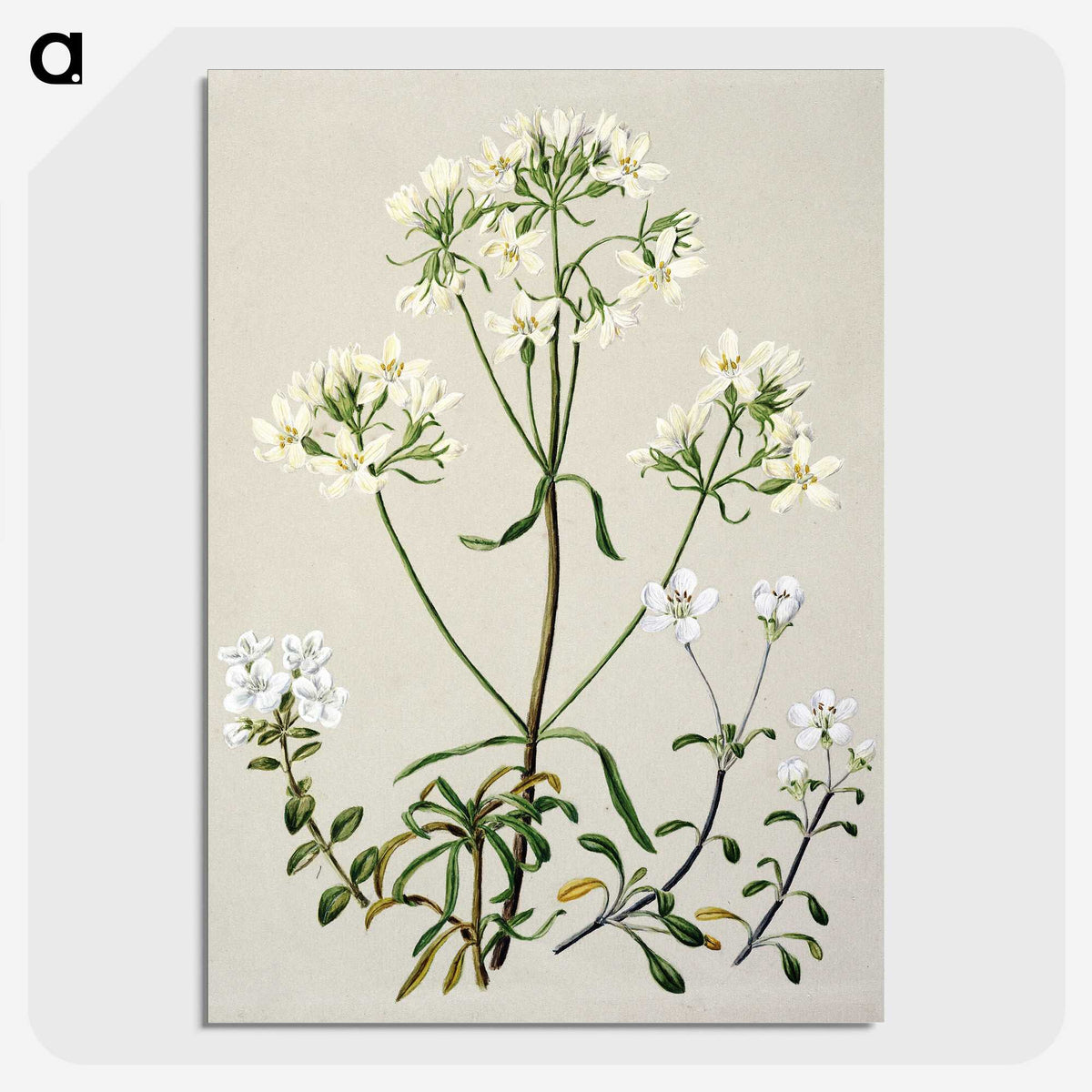 1-27_Native-Flowering-Plants-of-New-Zealand_picture-crop