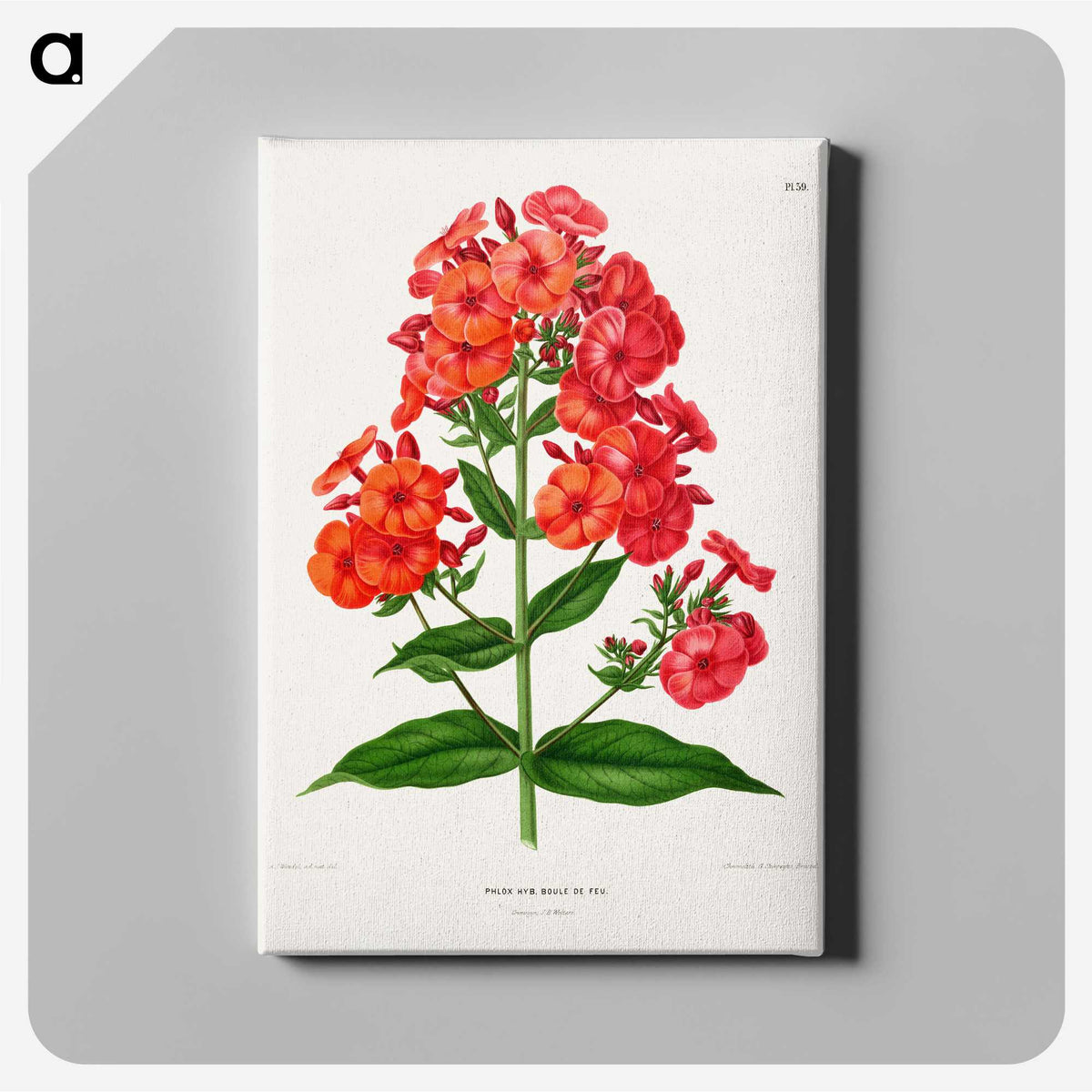 1-27_Nederlandsche-Flora-en-Pomona_canvas