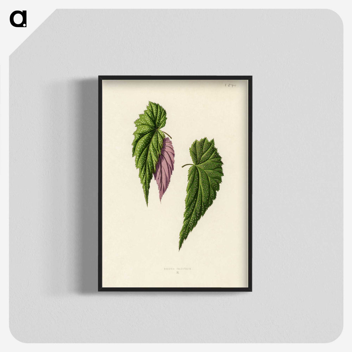 1-27_New-and-Rare-Beautiful-Leaved-Plants_blk-crop