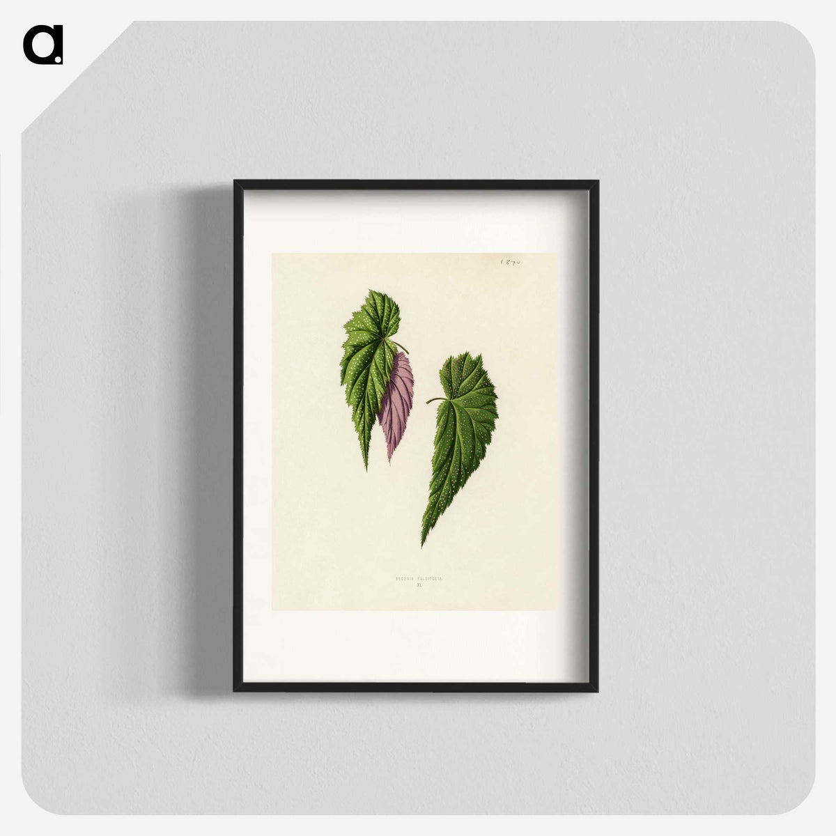 1-27_New-and-Rare-Beautiful-Leaved-Plants_blk