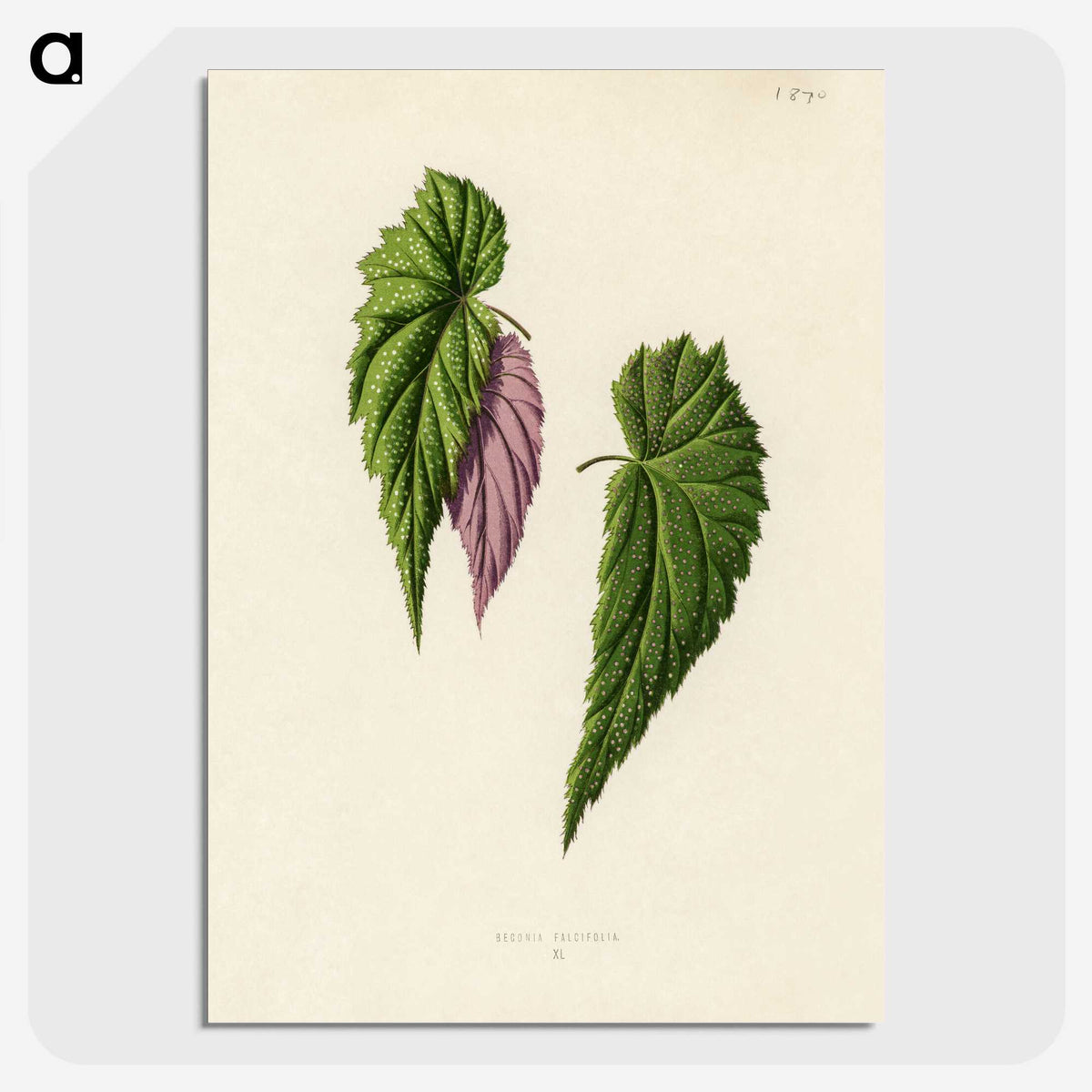 1-27_New-and-Rare-Beautiful-Leaved-Plants_picture-crop