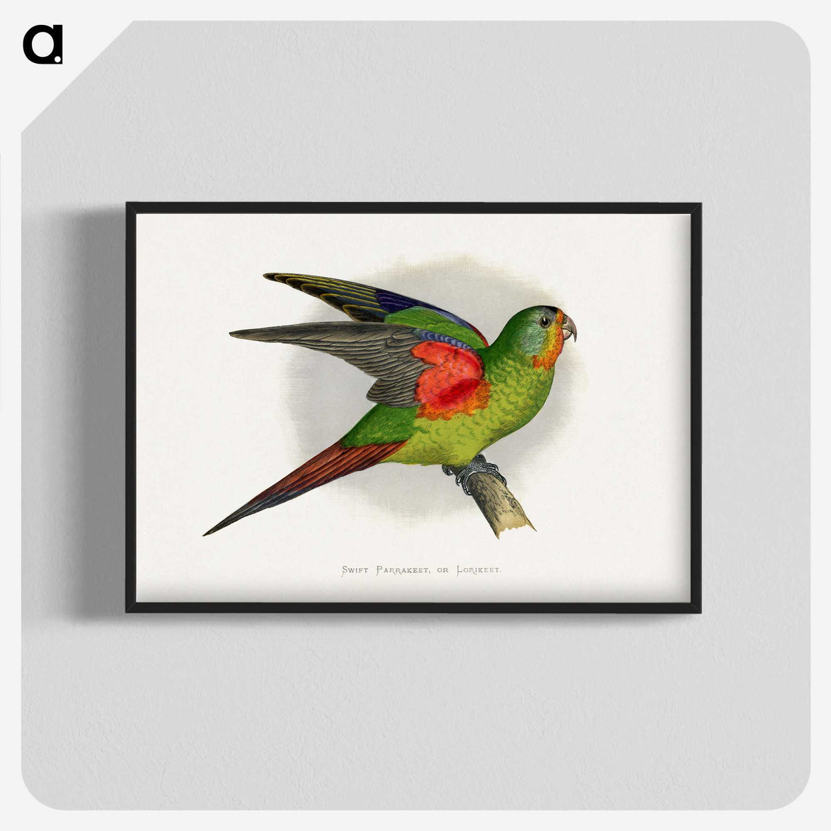 1-27_Parrots-in-Captivity_blk-crop