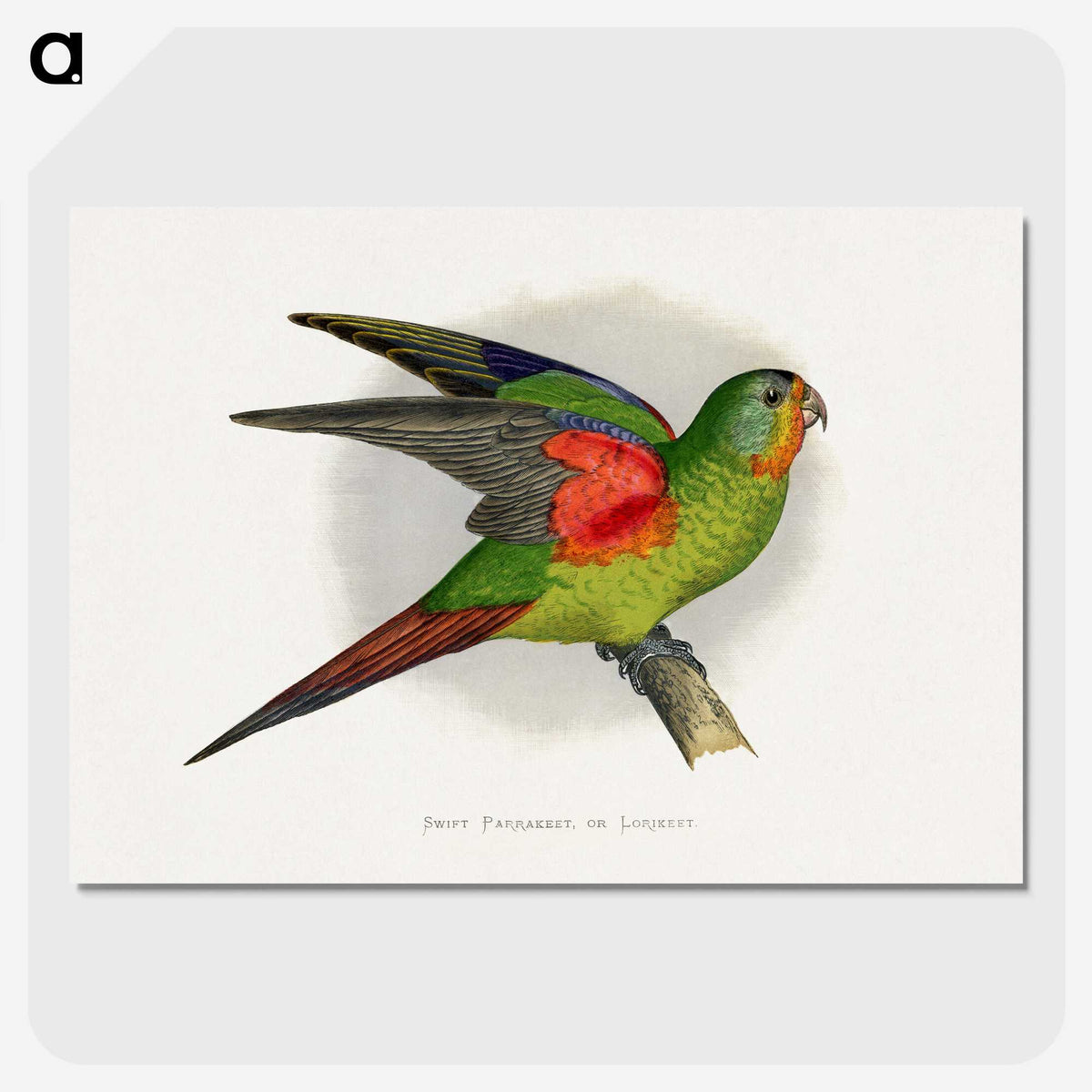 1-27_Parrots-in-Captivity_picture-crop