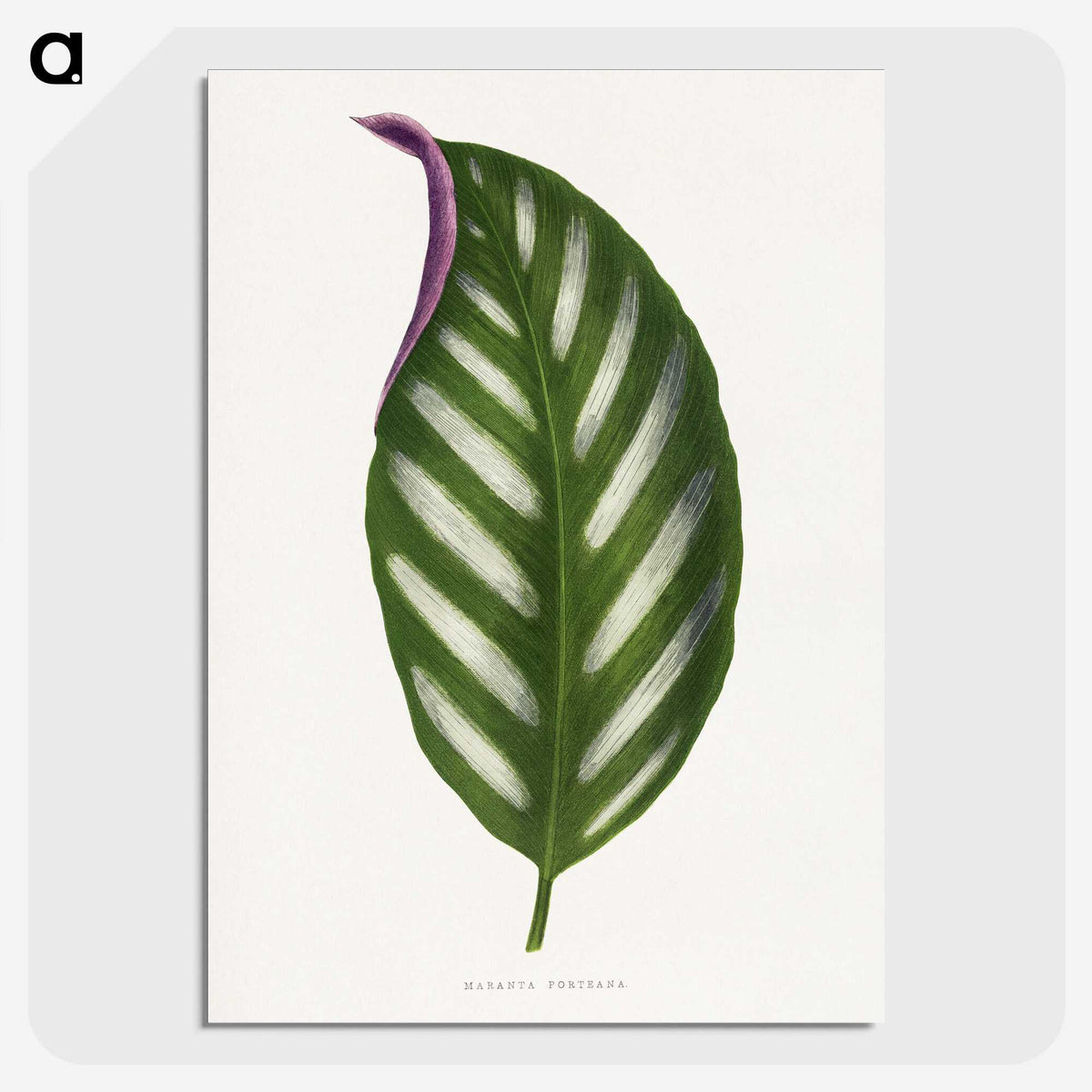 1-27_Plants-with-Colored-Foliage_picture-crop