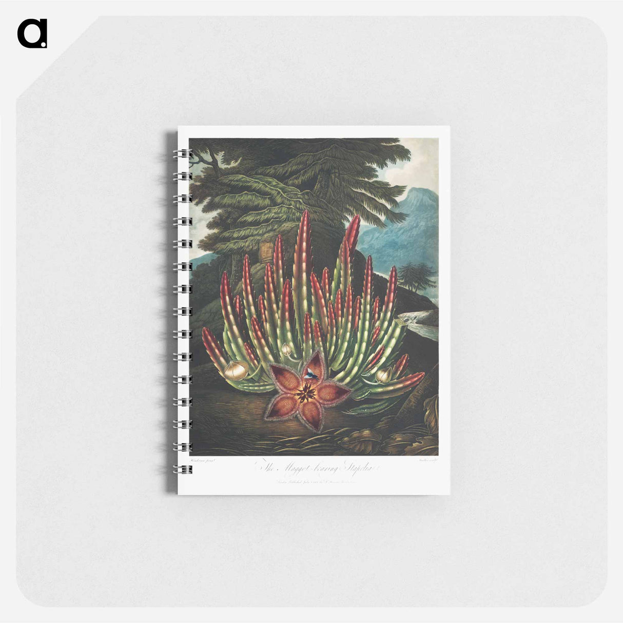 アートメモ帳-The Maggot-Bearing Stapelia
- ロバート ジョン ソーントン Memo.