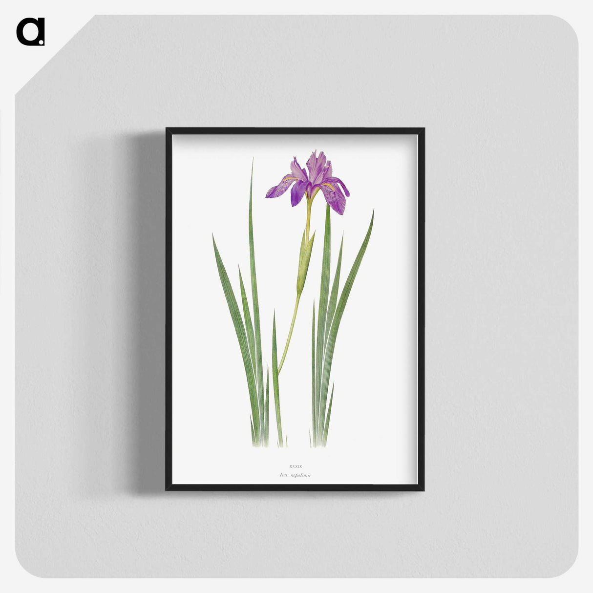 1-27_The-Genus-Iris_blk-crop