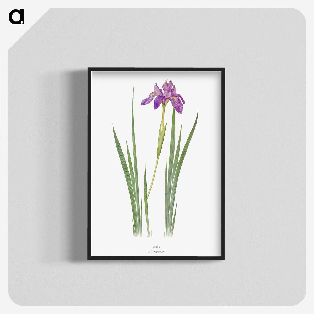 1-27_The-Genus-Iris_blk-crop