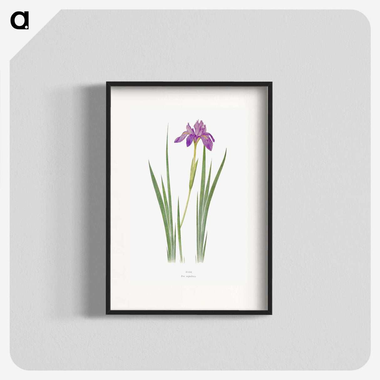 1-27_The-Genus-Iris_blk