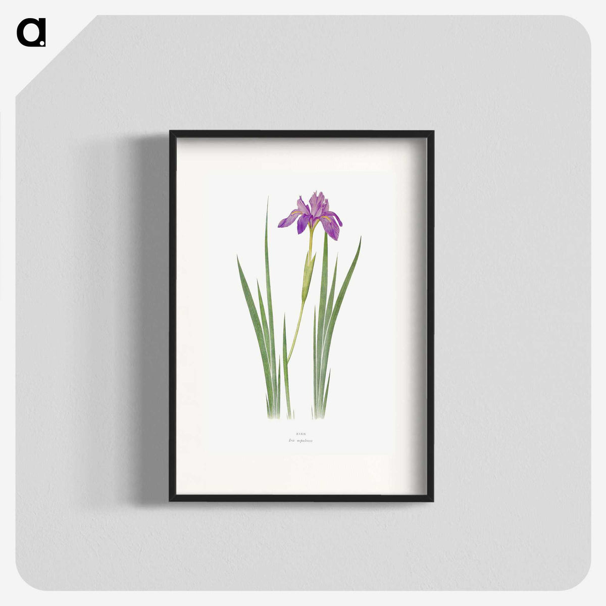 1-27_The-Genus-Iris_blk