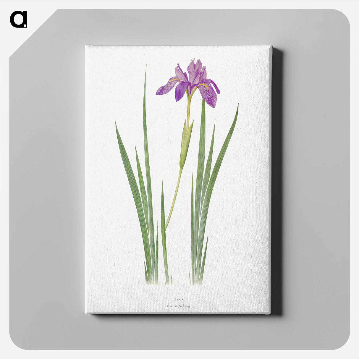 1-27_The-Genus-Iris_canvas