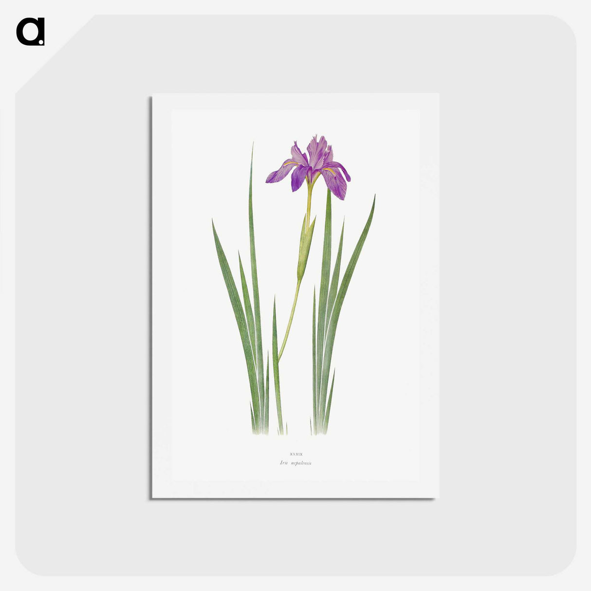 1-27_The-Genus-Iris_hagaki
