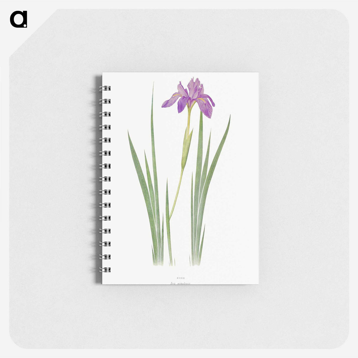 1-27_The-Genus-Iris_memo