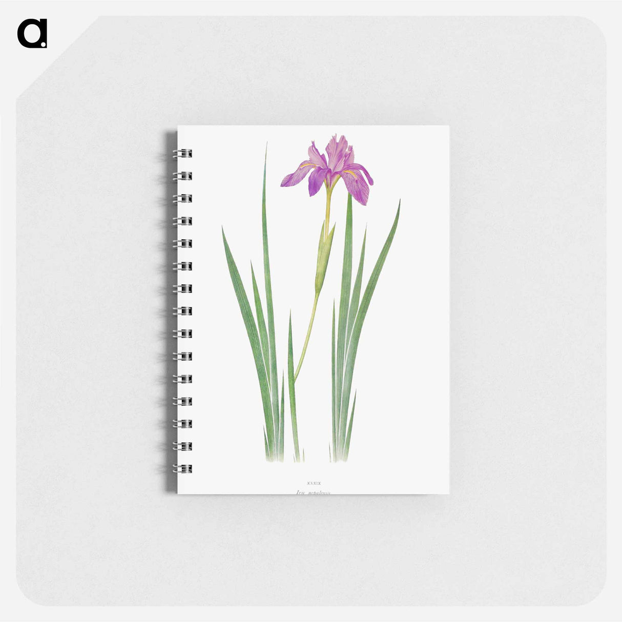 アートメモ帳-Iris Nepalensis from The genus Iris
- アヤメ属 Memo.