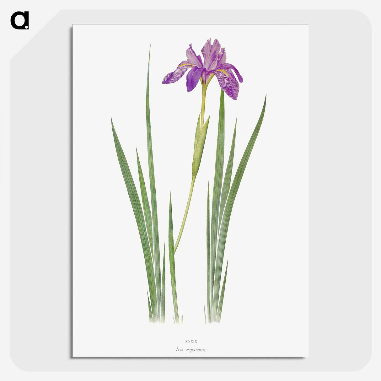 1-27_The-Genus-Iris_picture-crop