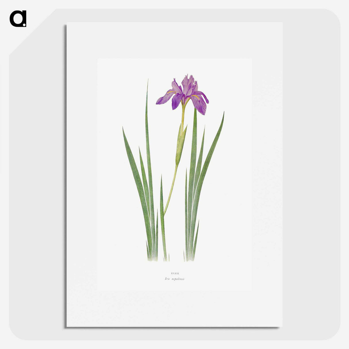 1-27_The-Genus-Iris_picture