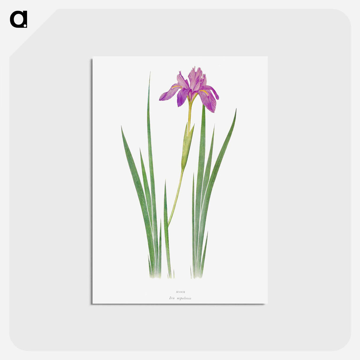 アートポストカード-Iris Nepalensis from The genus Iris
- アヤメ属 Postcard.