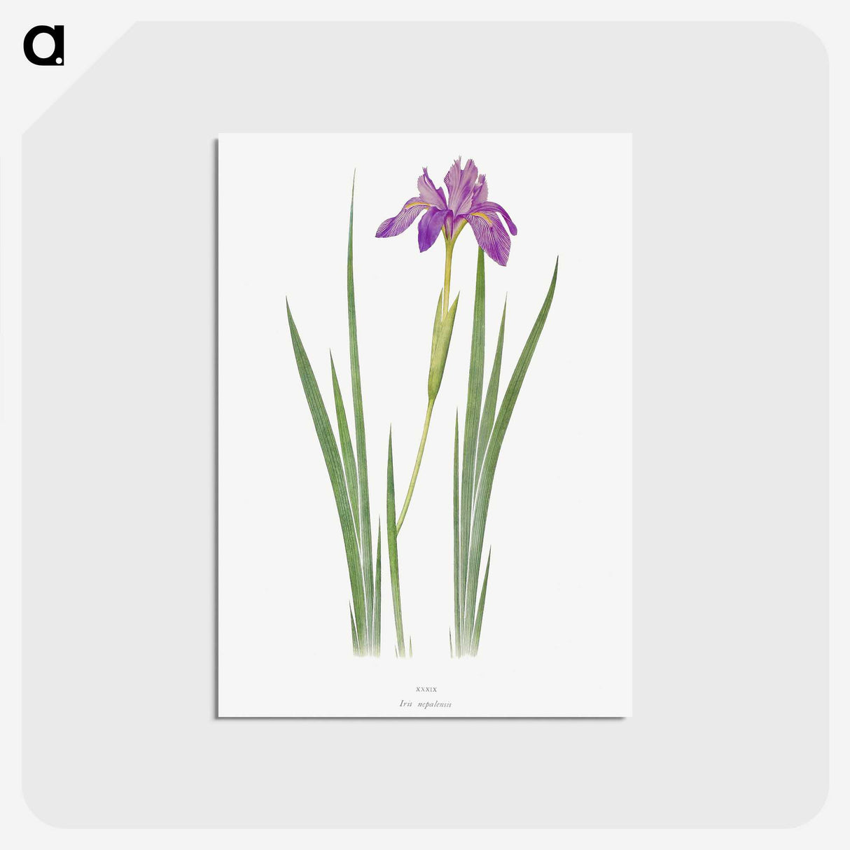 1-27_The-Genus-Iris_postcard