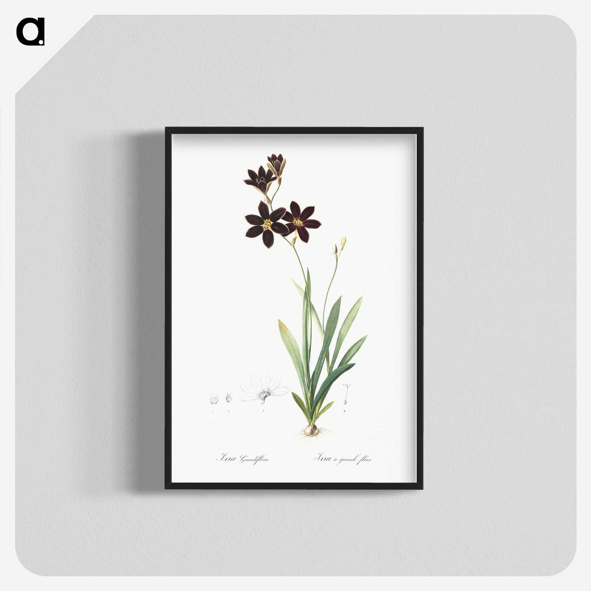 1-27_The-Lilies_blk-crop