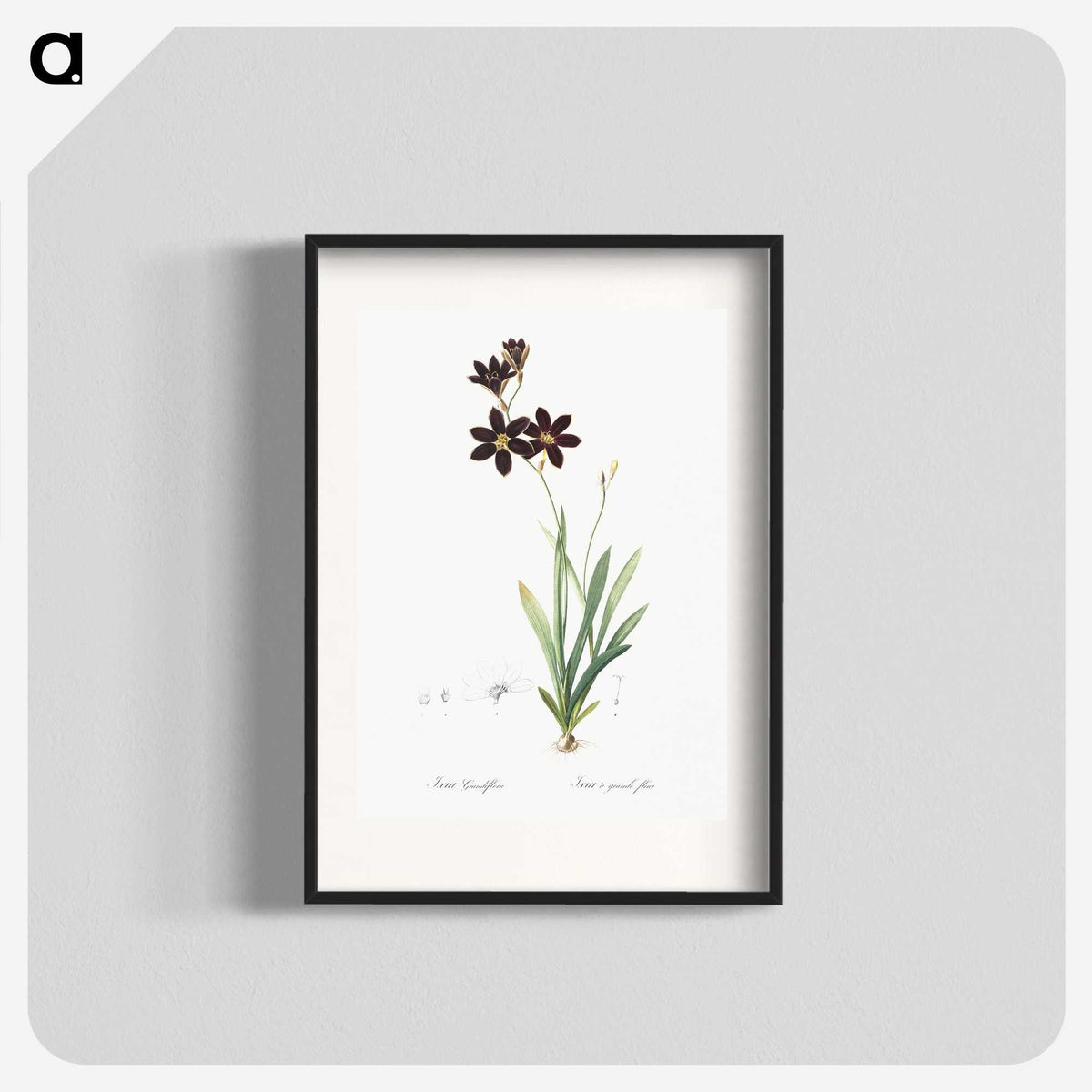 1-27_The-Lilies_blk