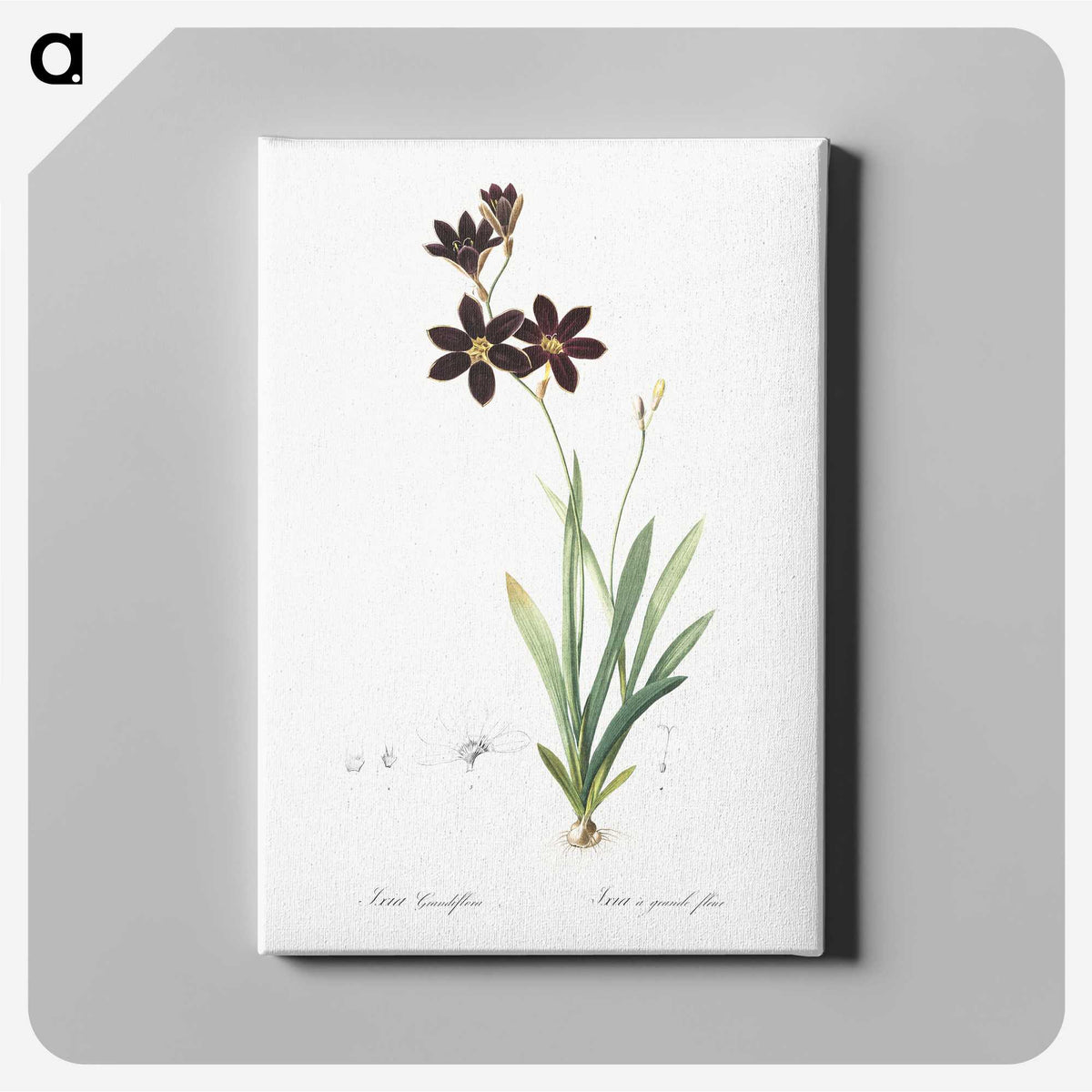 1-27_The-Lilies_canvas