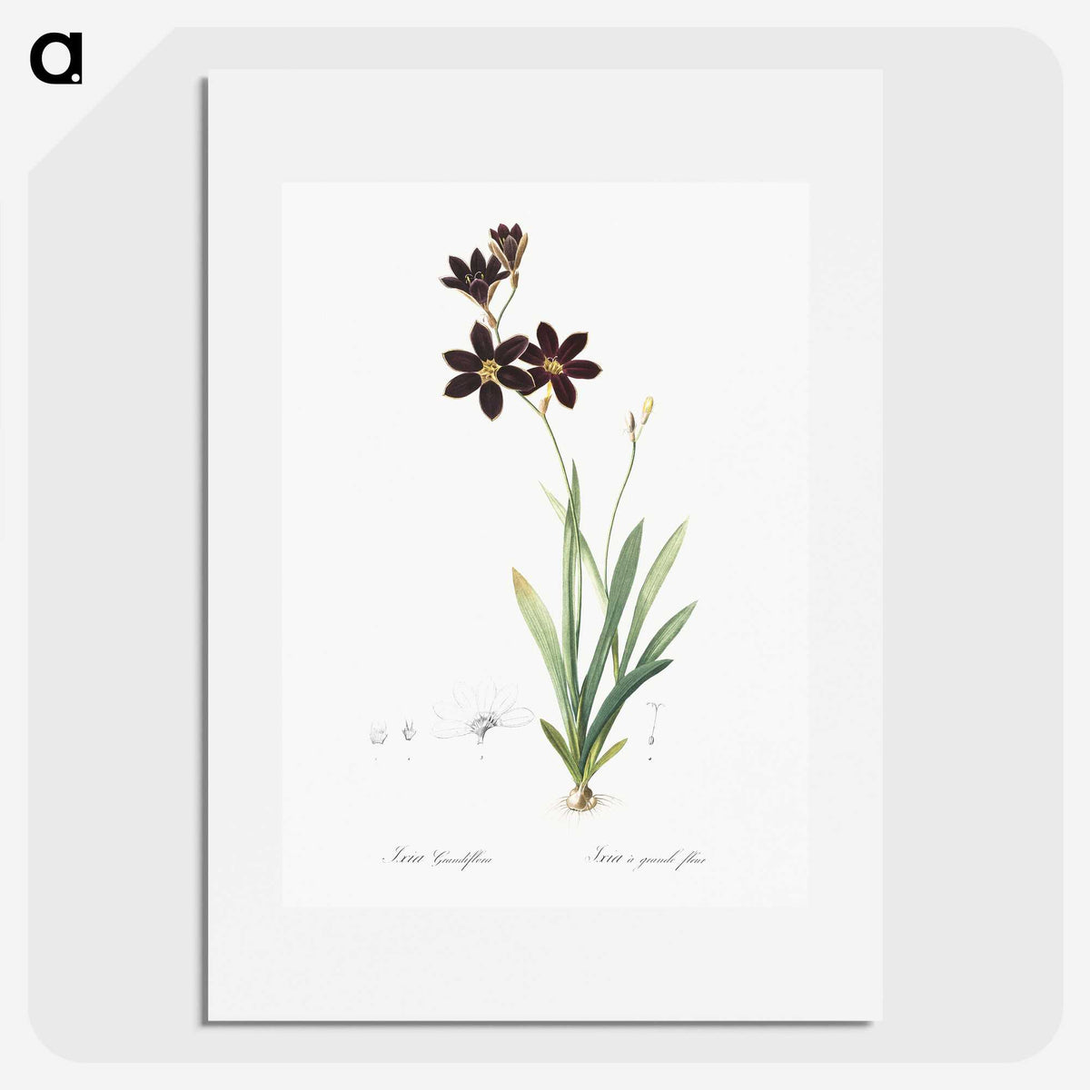 1-27_The-Lilies_picture