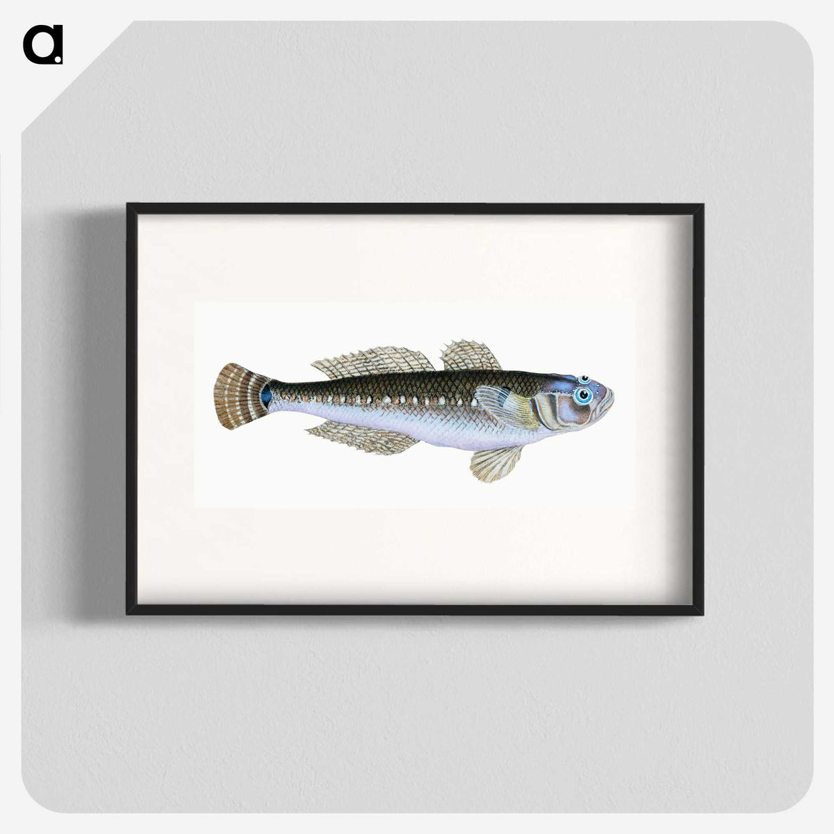 1-27_The-Natural-History-of-British-Fishes_blk
