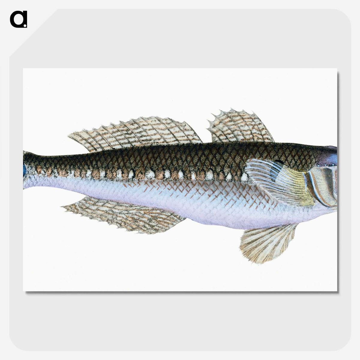 1-27_The-Natural-History-of-British-Fishes_picture-crop