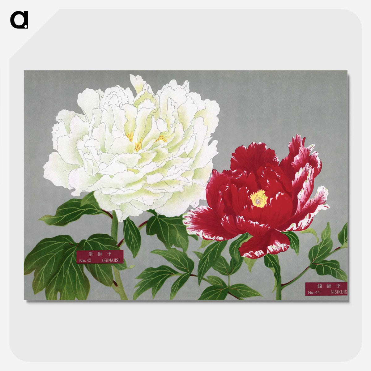 1-27_The-Picture-Book-of-Peonies_picture-crop