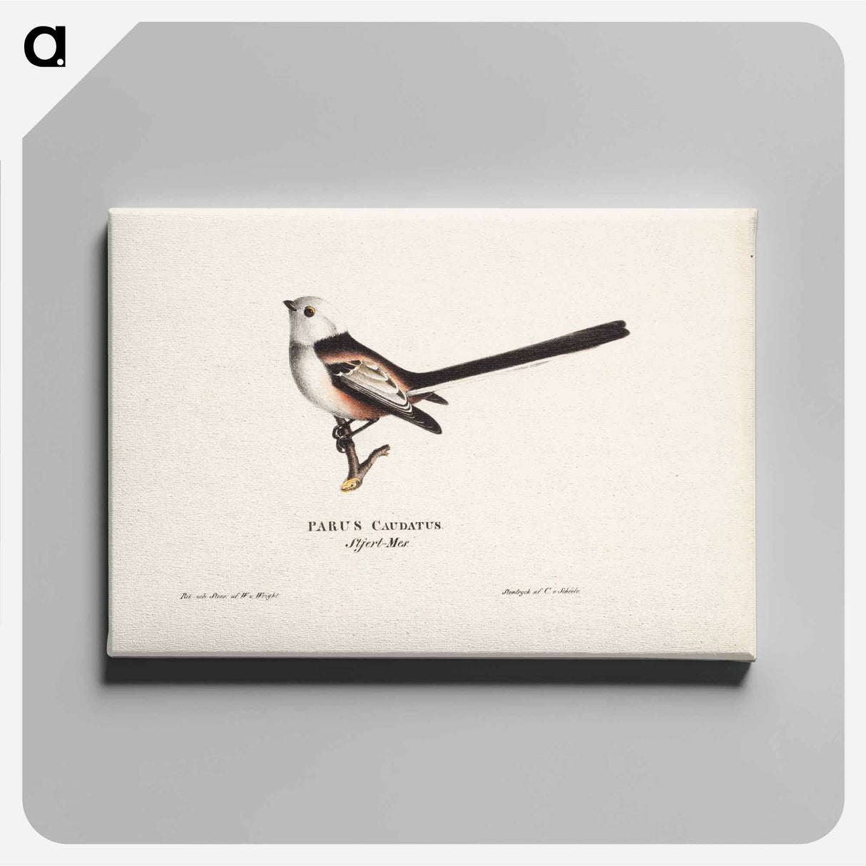 Long-tailed tit - Wilhelm von Wright Canvas.