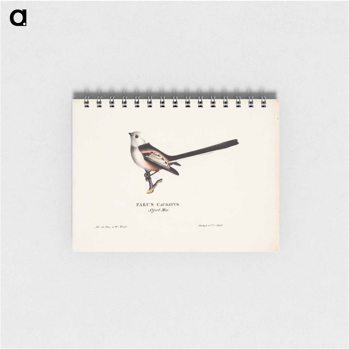 Long-tailed tit - ヴィルヘルム フォン ライト Memo.